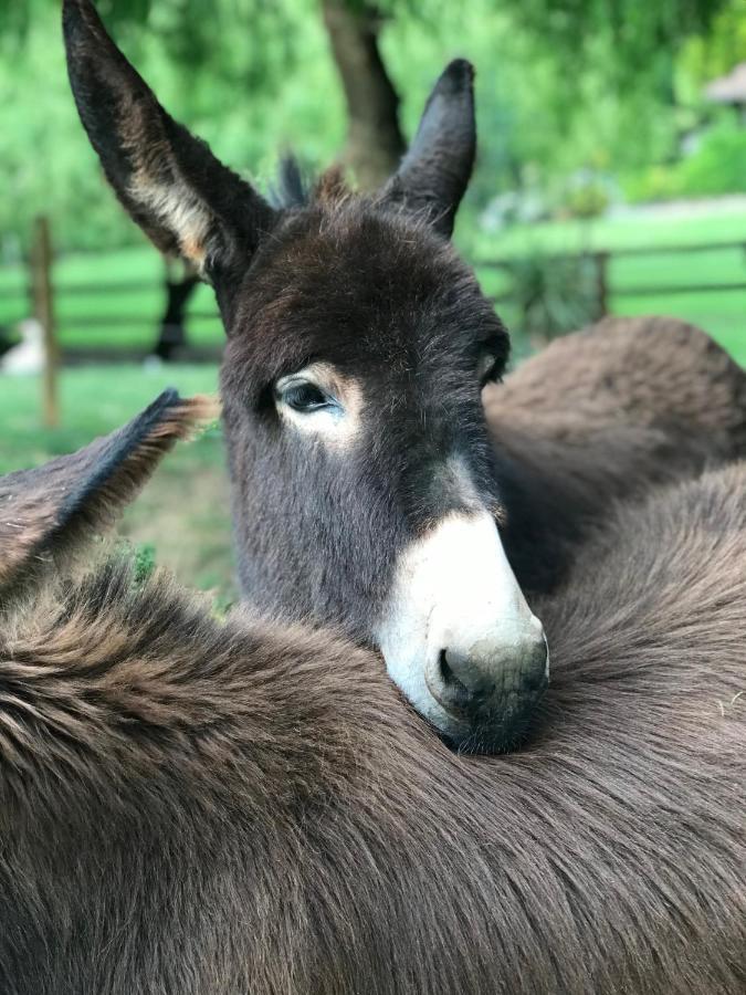 Agroturismo Anziola Villa Oiartzun Eksteriør billede